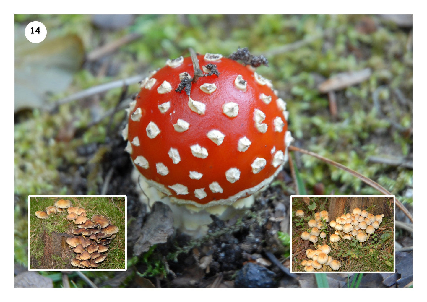 Walk in the Woods Photo Pack Digital Download