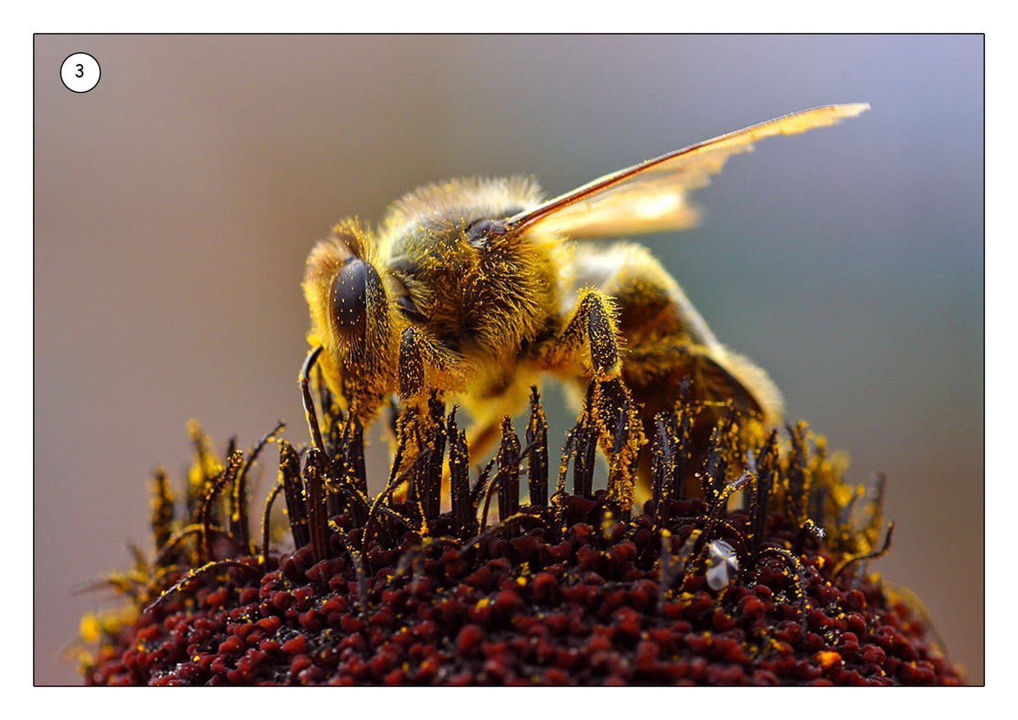 Minibeasts In The Garden Photo Pack
