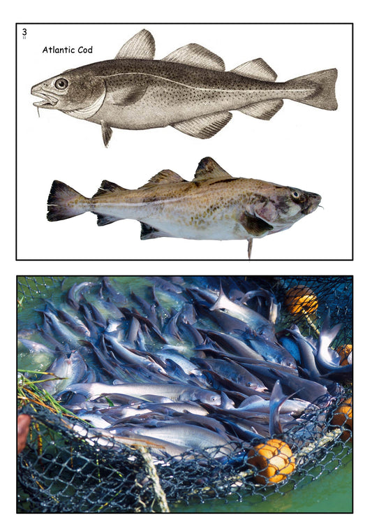 From the High Seas to My Plate Photo Pack Digital Download