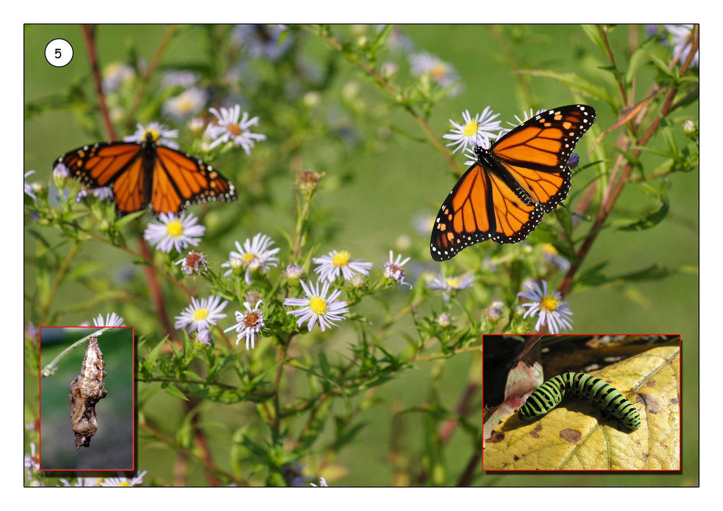 Minibeasts In The Garden Photo Pack