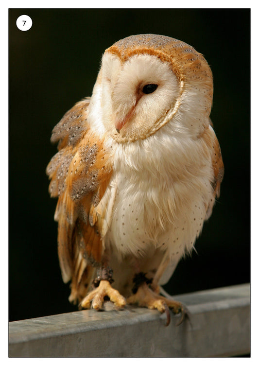 Endangered Species Photo Pack Digital Download