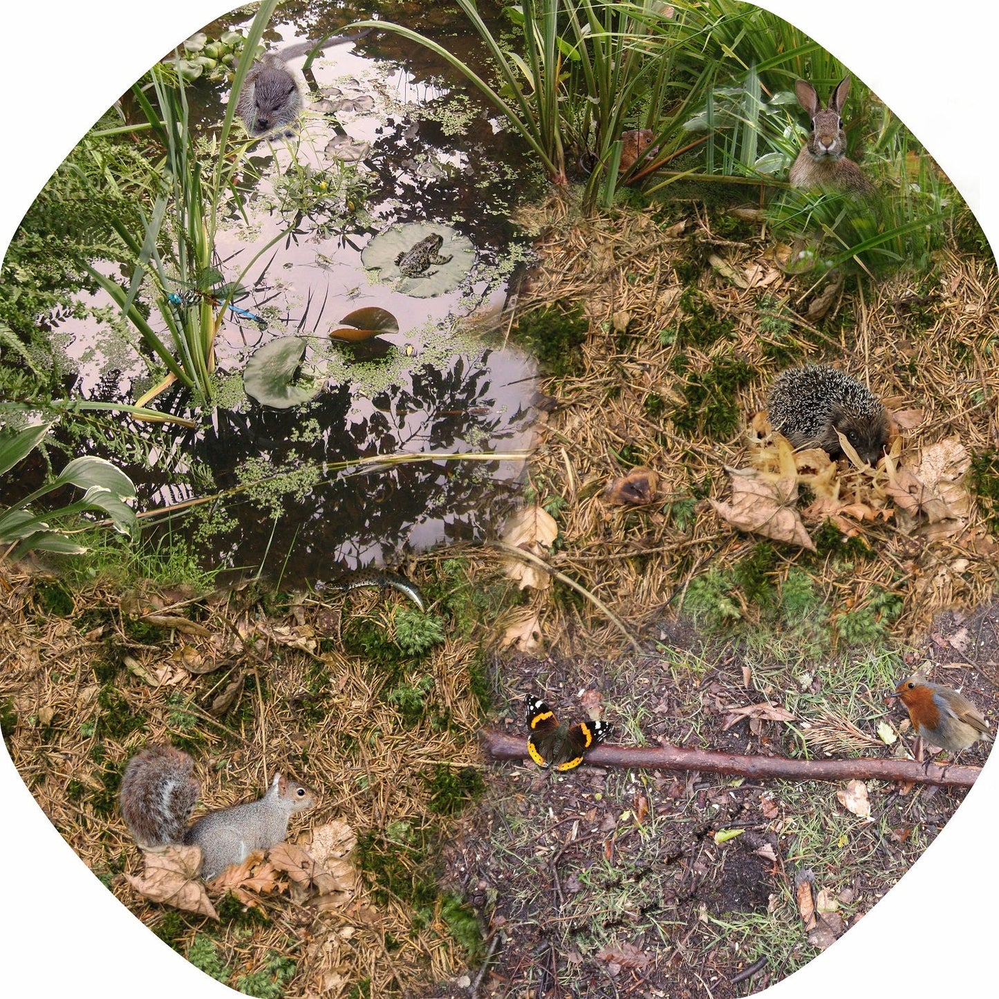 This British Wildlife and Minibeasts Tuff Tray Mat is ideal for use with a Tuff Tray. Spot a frog, hedgehog, otter, rabbit, butterfly, squirrel and more. Printed onto a high quality, durable vinyl material. 86cm x 86cm (approx ) Designed to fit in the Tuff Tray or the Tuff Spot.
