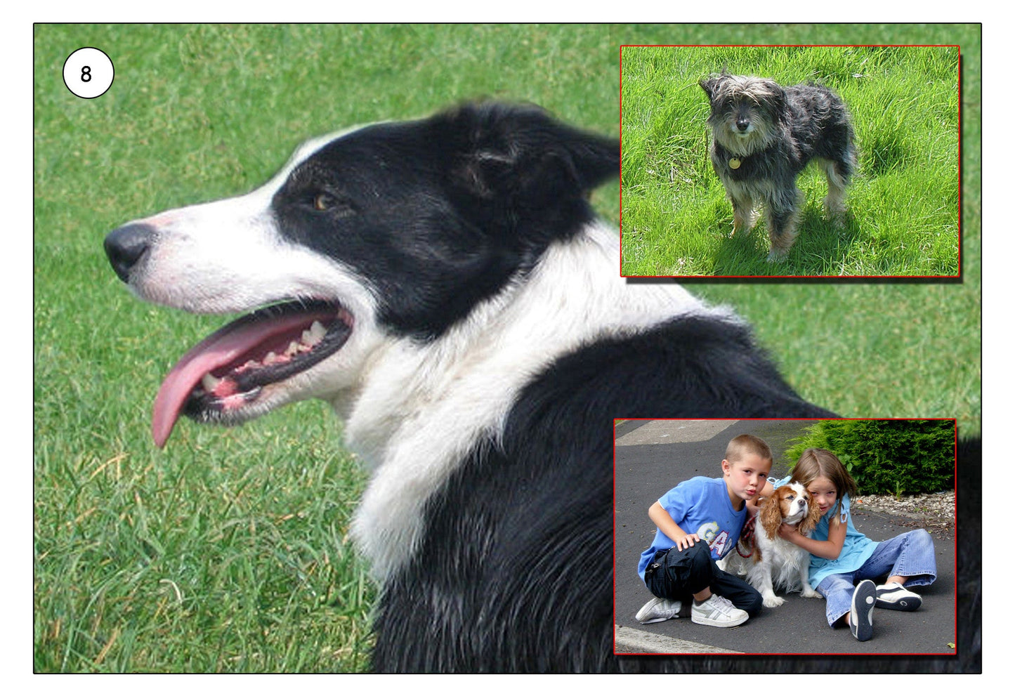 My Pet Photo Pack