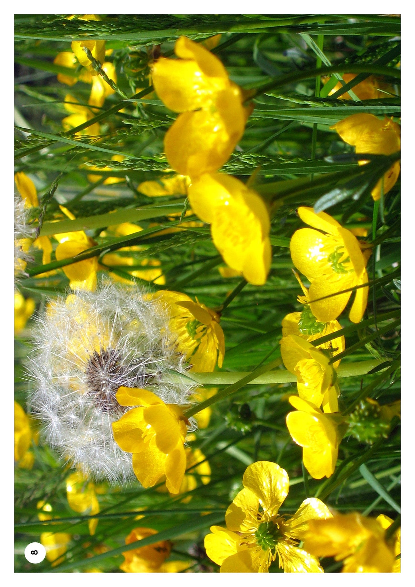 Spring And Summer Photo Pack
