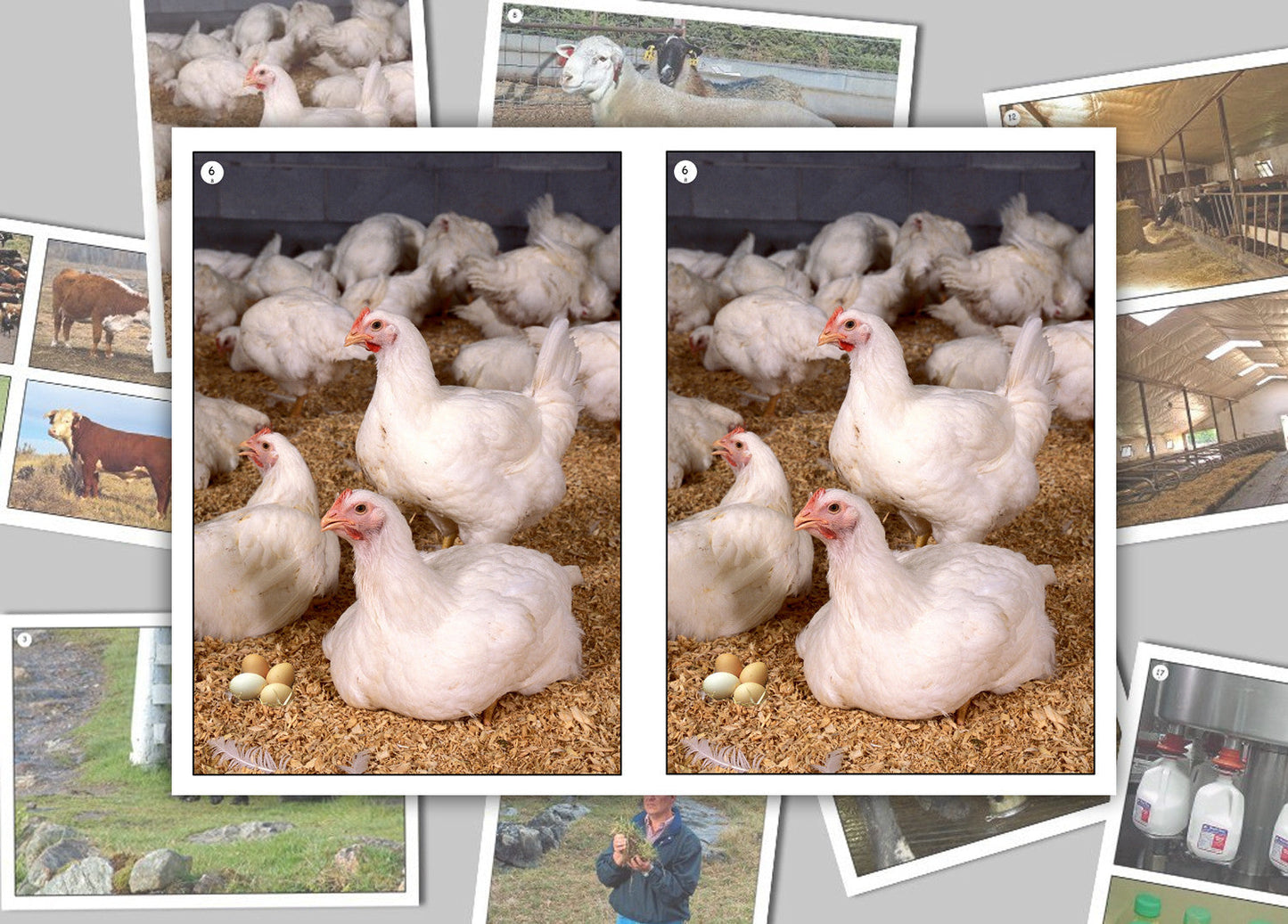 On the Animal Farm Photo Pack