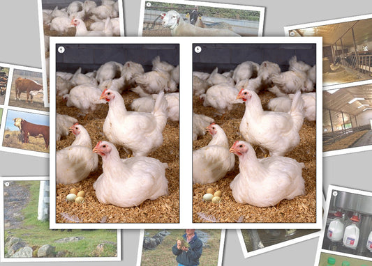 On the Animal Farm Photo Pack