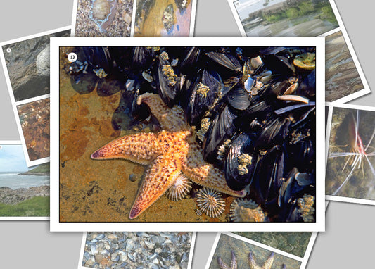 In the Rock Pool Photo Pack