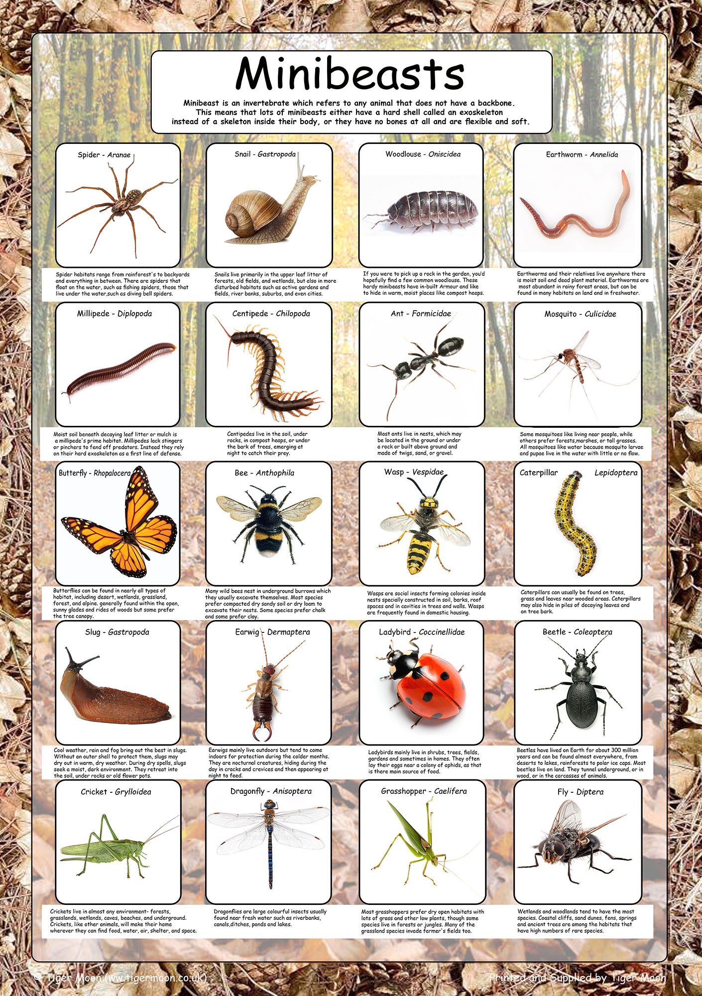 Mini Beasts Rspca 20 Minibeasts Poster – Tiger Town