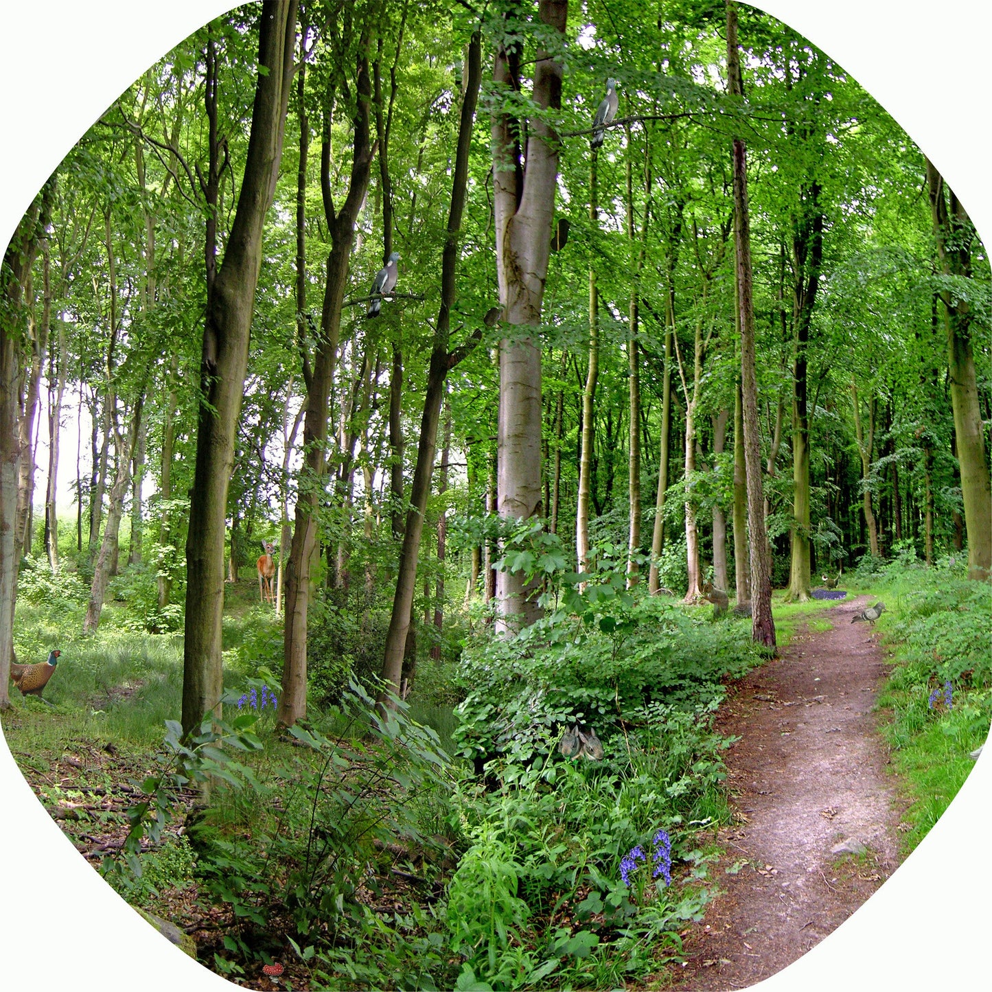 This bundle of four mats is ideal for use with a Tuff Tray. They're perfect for individual or small group play. The trays enable children to add water, toys, sand, pebbles and leaves to create interesting small environments.  Included in this bundle is:      British Pond     A Path Through the Forest     British Wildlife     Rock Pool