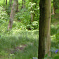 Exerpt of A path through the forest tuff tray or tuff spot mat