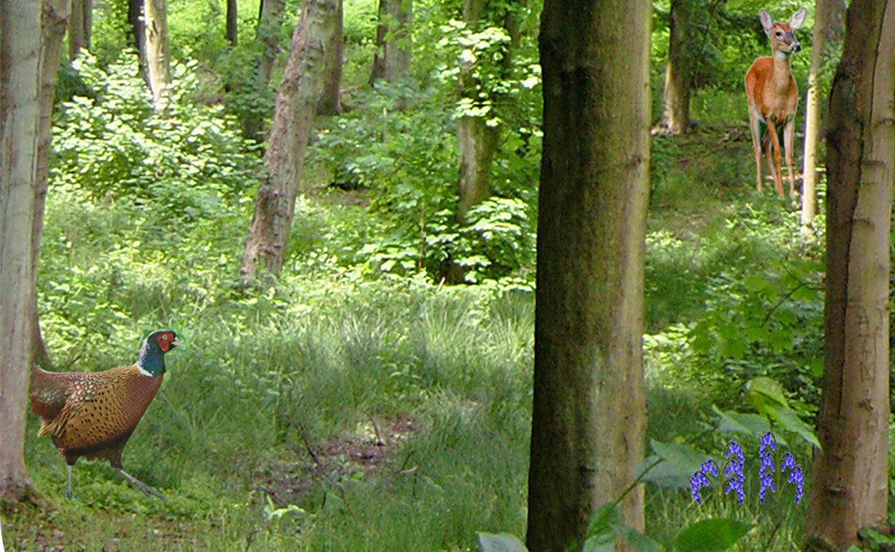 Exerpt of A path through the forest tuff tray or tuff spot mat
