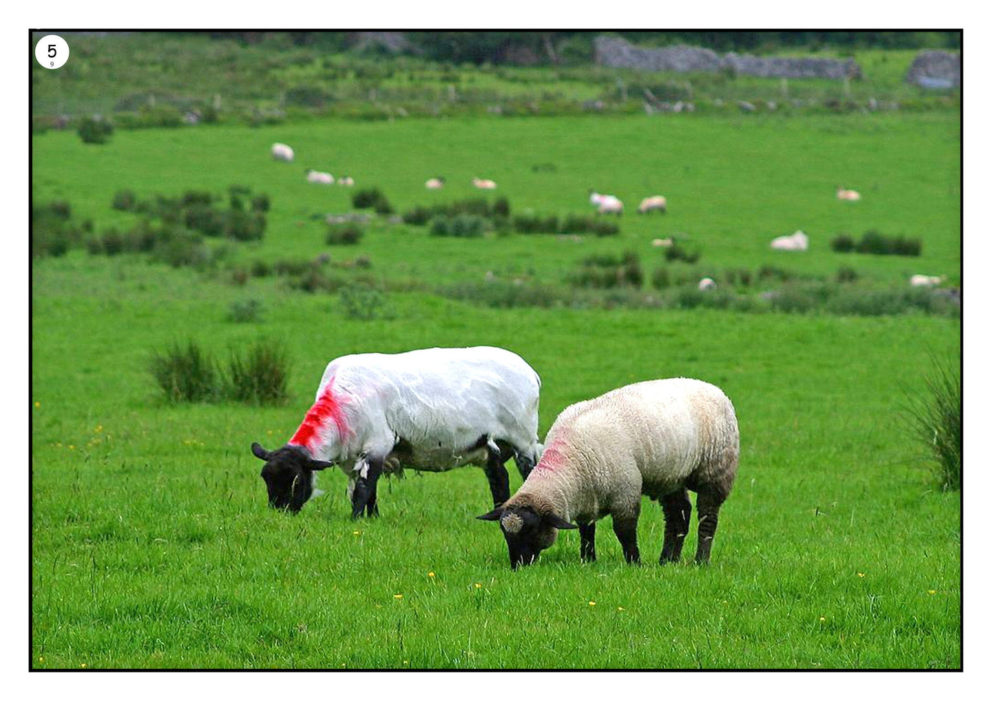 On the Sheep Farm Photo Pack