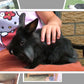 My Pet Photo Pack