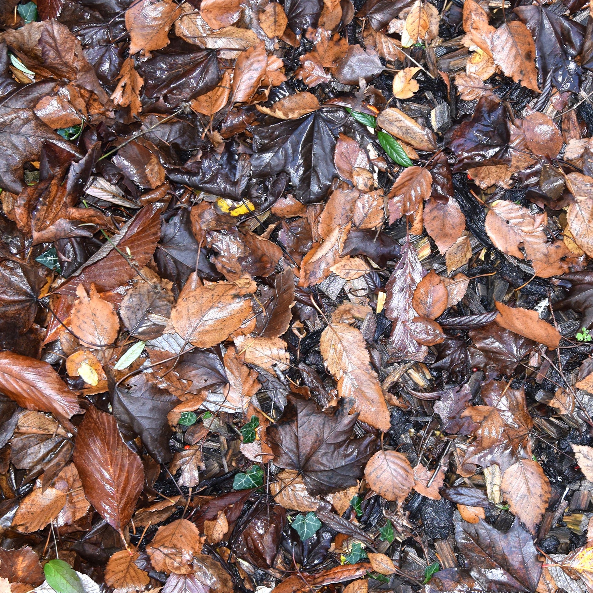 This Autumn Leaves Mat is ideal for use with our Tiger Play Tray. It's perfect for individual or small group play. A great alternative to a tuff tray.