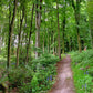 A Path Through the Forest Poster