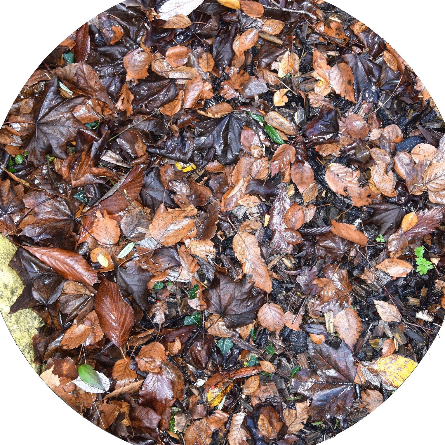 The Autumn Leaves Mat fits in the Tuff Tray for individual or small group play and is ideal for talking about Autumn when you'd prefer not to clear leaves up afterwards! A good starting off point for talking about why some trees lose their leaves as the season changes, or about hibernation and the importance of making sure animals still have access to food. Children can add real leaves, water, toys, twigs, acorns and conkers to create interesting small environments. Designed for use in the tuff tray.