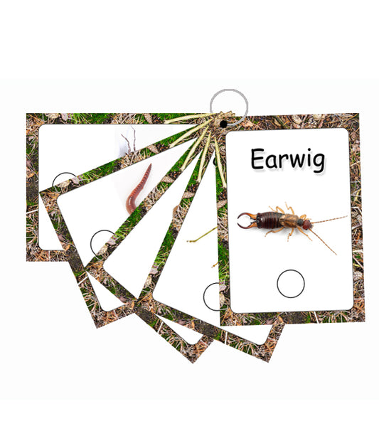 Mini Beast Wipeable Flash Card Set