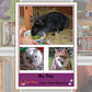 My Pet Photo Pack Digital Download