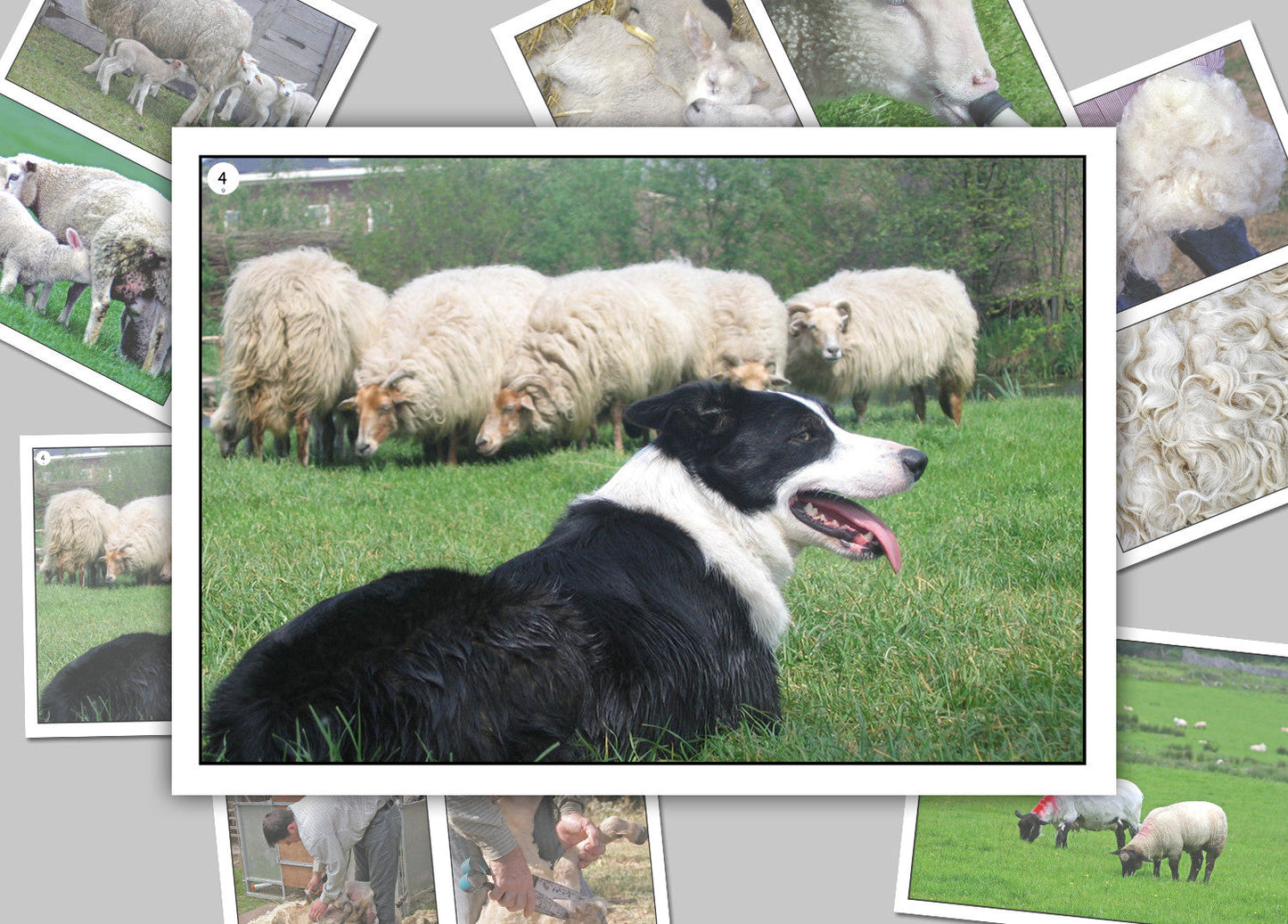 On the Sheep Farm Photo Pack